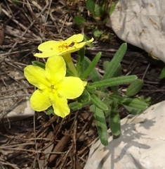 Lithospermum mirabile