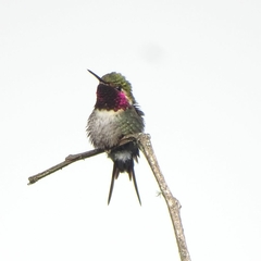 Little Woodstar photo 4
