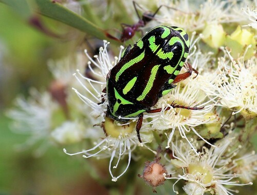 Fiddler Beetle | Native Nature
