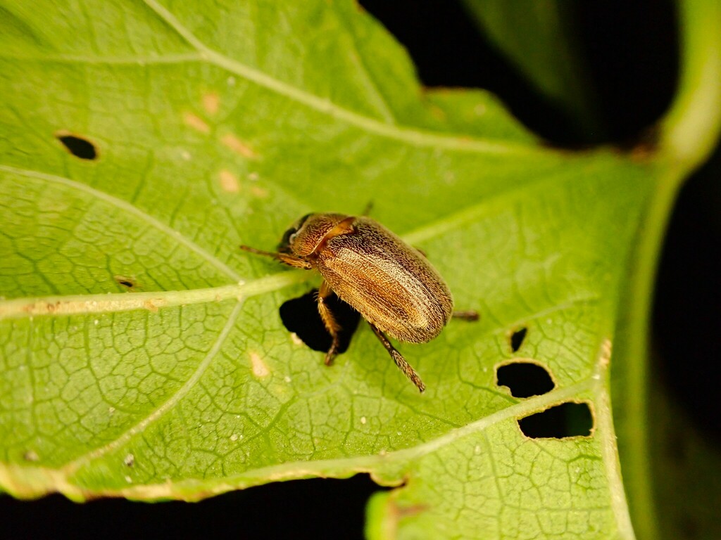 Chinese rose beetle