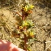 Swartland Hardleaf - Photo (c) Petra Broddle, some rights reserved (CC BY-NC), uploaded by Petra Broddle