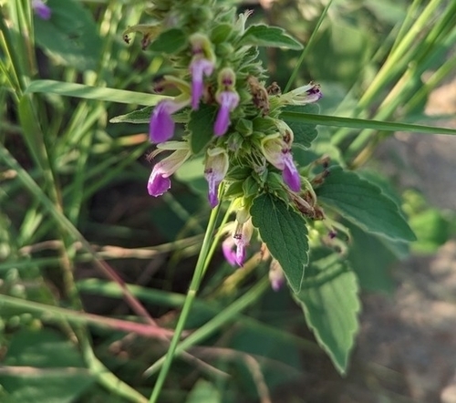 Image of Anisomeles indica by (c) Ravuri Krishna Chaitanya, some rights reserved (CC BY)