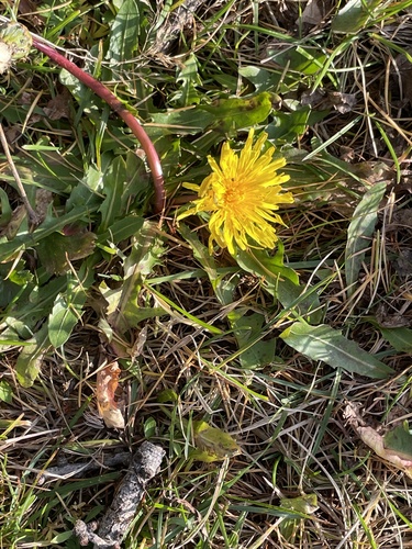 Taraxacum mongolicum iNat (1)