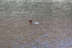 Mergus merganser