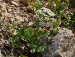 Pimpinella cretica
