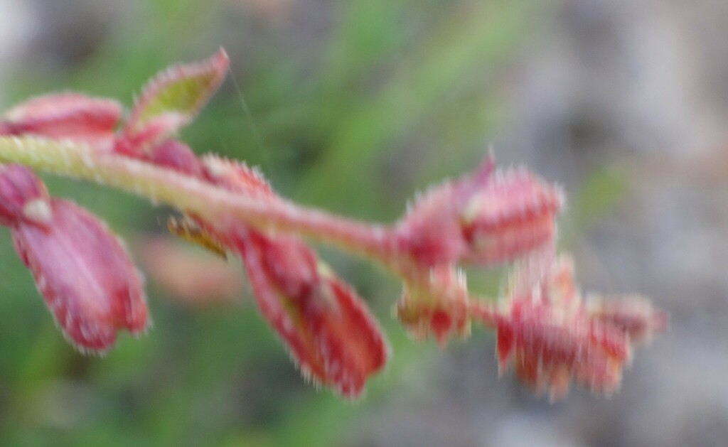 Common Raspwort from Black Range VIC 3381, Australia on October 14 ...