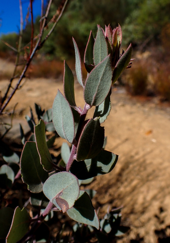 Hoary Manzanita foliage
