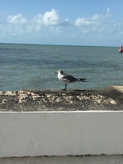 Leucophaeus atricilla