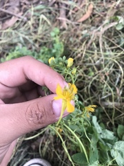 Tropaeolum seemannii