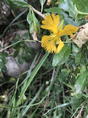 Tropaeolum seemannii
