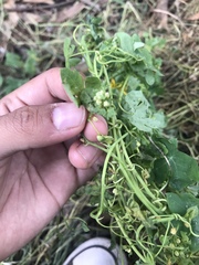 Tropaeolum seemannii