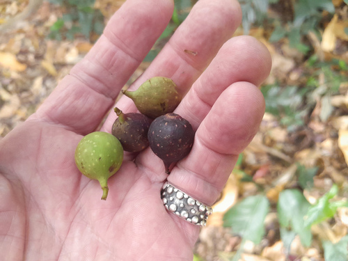 Deciduous fig (Ficus henneana)