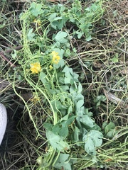 Tropaeolum seemannii