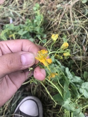 Tropaeolum seemannii