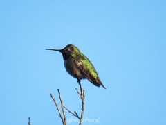 Calypte anna