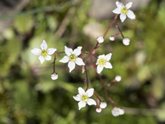 Micranthes integrifolia