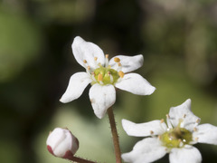 Micranthes integrifolia