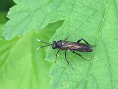 Macrophya infumata