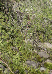 Micranthes integrifolia