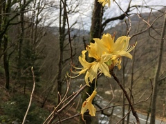 Rhododendron luteum