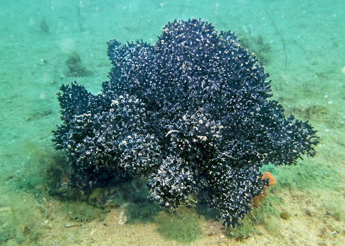 Echinodictyum asperum observed 2023-09-18