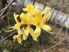 Rhododendron luteum