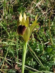 Iris tuberosa