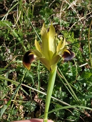 Iris tuberosa