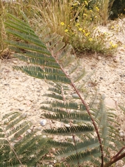 Vachellia campechiana