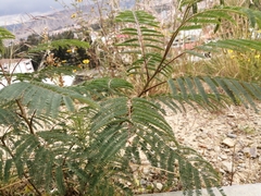 Vachellia campechiana