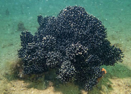 Echinodictyum asperum