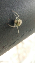 Araneae