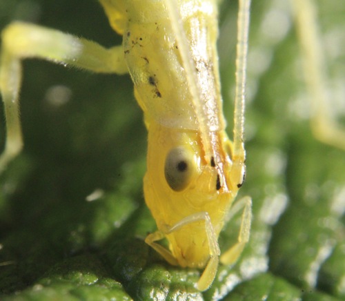 Narrow-winged Tree Cricket photo 6