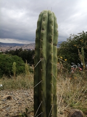 Trichocereus bridgesii