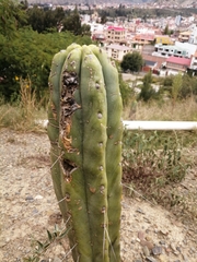 Trichocereus bridgesii