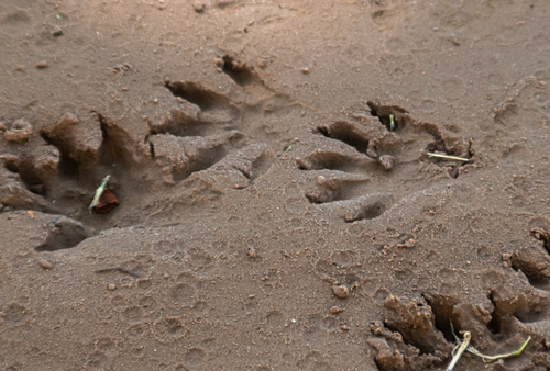 Raccoon Tracks – NatureTracking