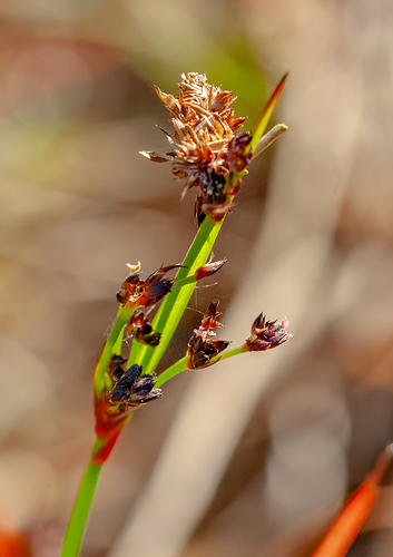 Juncus planifolius