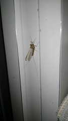 Ephemeroptera