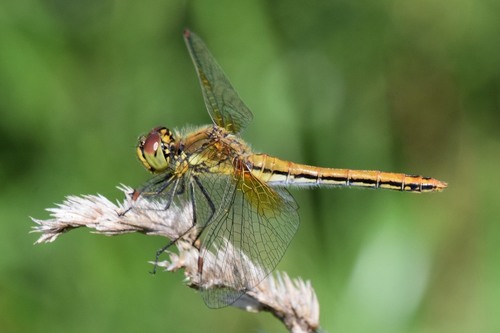 Geltonsparnė skėtė nuotrauka