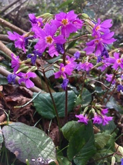 Primula megaseifolia
