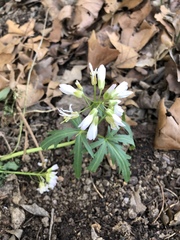 Cardamine concatenata