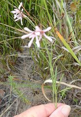 Brachystelma rubellum