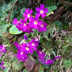 Primula megaseifolia