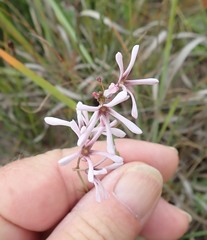 Brachystelma rubellum