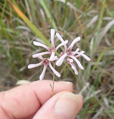 Brachystelma rubellum