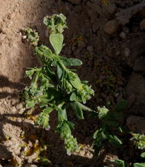 Pteranthus dichotomus