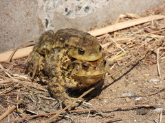 Bufo gargarizans