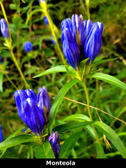 Gentiana linearis