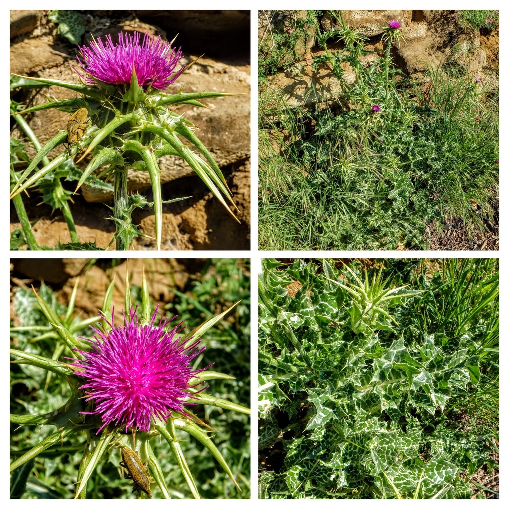 milk thistle from 22313 Castillazuelo, Huesca, España on May 2, 2019 at ...