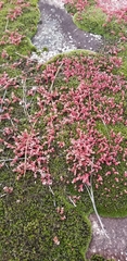 Sedum smallii